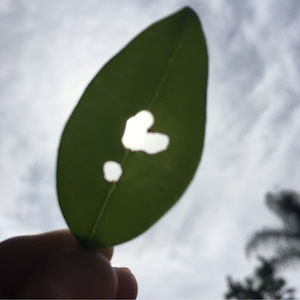 Meet your Posher, Mariza